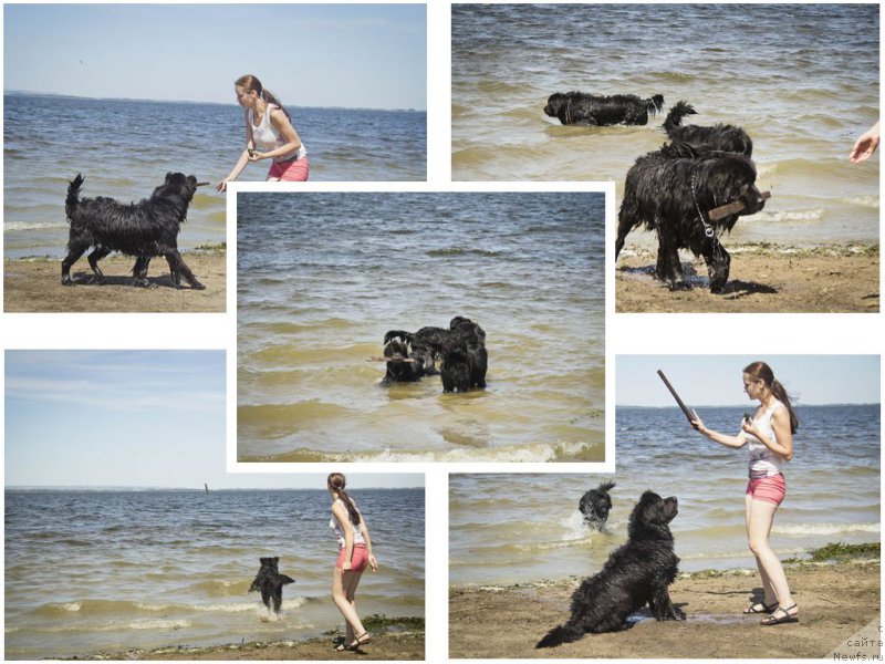 Фото: Наташа, ньюфаундленд CHernyiy Balu Djons (Черный Балу Джонс)