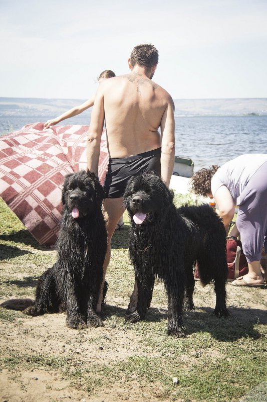 Фото: ньюфаундленд CHernyiy Balu Dobryinya (Черный Балу Добрыня), ньюфаундленд L'vinoe Serdce (Львиное Сердце)