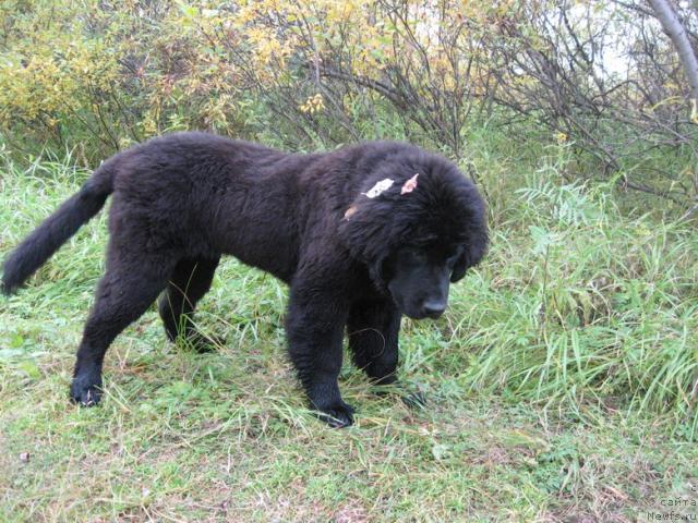 Фото: ньюфаундленд Gloriya Grand Blek (Глория Гранд Блек)