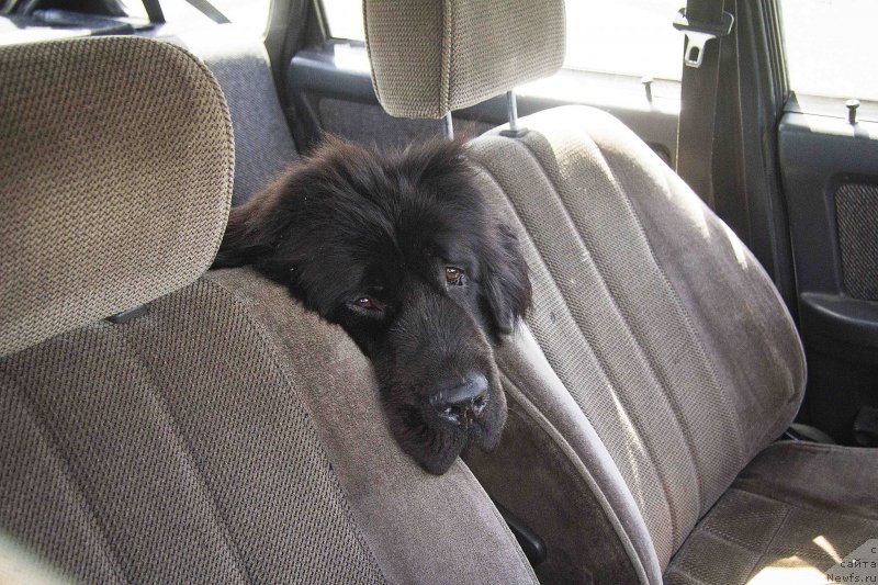 Фото: ньюфаундленд CHernyiy Balu Djons (Черный Балу Джонс)