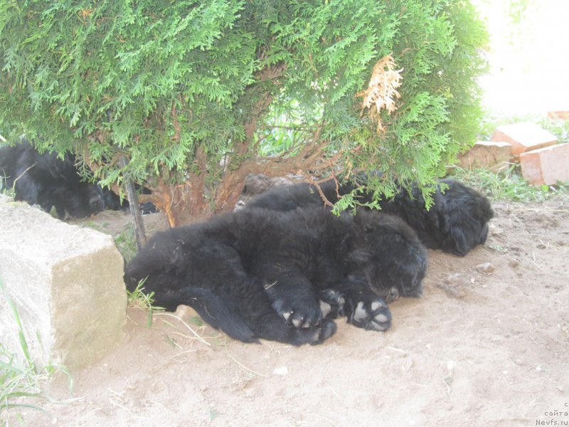 Фото: Natal'ya Smazchikova (Наталья Смазчикова)