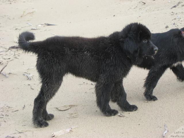 Фото: ньюфаундленд Gloriya Grand Blek (Глория Гранд Блек)