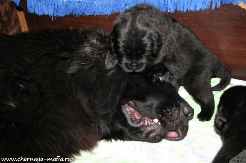 Фото: ньюфаундленд Chernaya Mafia Above and Beyond (Черная Мафия Абове анд Беуонд)