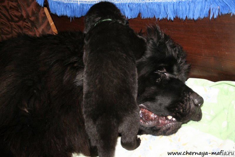 Фото: ньюфаундленд Chernaya Mafia Above and Beyond (Черная Мафия Абове анд Беуонд)