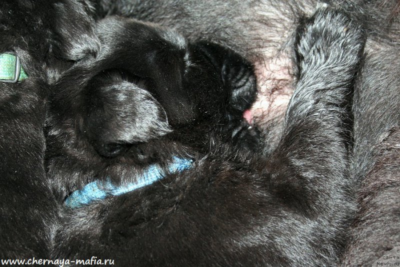 Фото: ньюфаундленд Chernaya Mafia Аlluring Prospect (Черная Мафия Аллуринг Проспект)