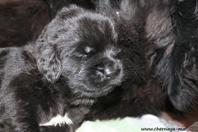 Фото: ньюфаундленд Chernaya Mafia Аlluring Prospect (Черная Мафия Аллуринг Проспект)