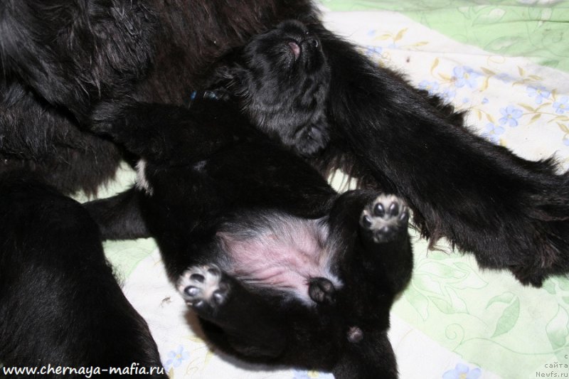 Фото: ньюфаундленд Chernaya Mafia Аlluring Prospect (Черная Мафия Аллуринг Проспект)