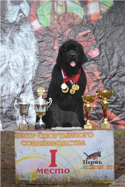 Фото: ньюфаундленд Akvatoriya Kelvin Tim Spirit (Акватория Келвин Тим Спирит)