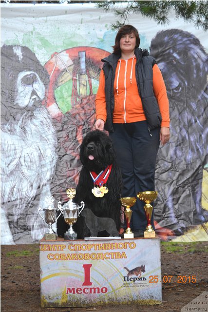 Фото: ньюфаундленд Akvatoriya Kelvin Tim Spirit (Акватория Келвин Тим Спирит), Irina Nazarova (Ирина Назарова)