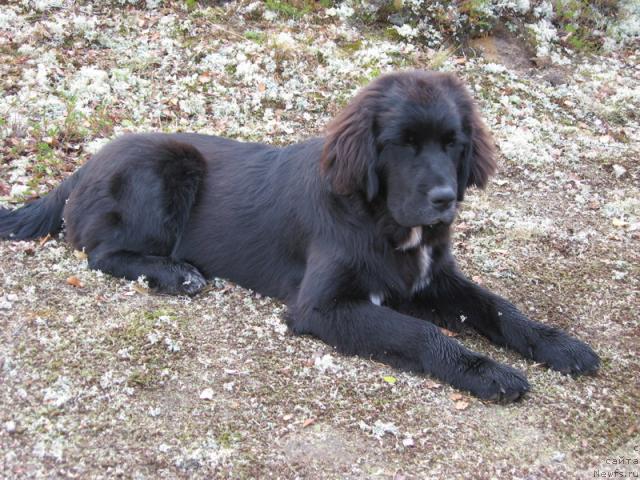 Фото: ньюфаундленд Sent Djons Penelopa Krus (Сент Джонс Пенелопа Крус)