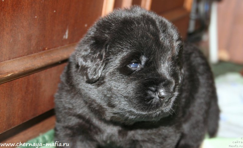 Фотография № 188352