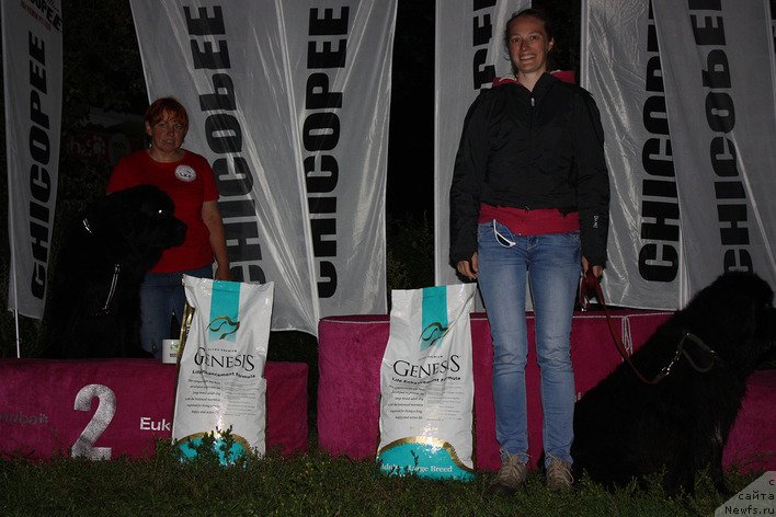 Фото: ньюфаундленд Smigar Jezella de lya Roze (Смигар Жезелла де ля Розе), Kseniya Dudina (Ксения Дудина)