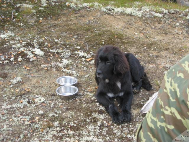 Фото: ньюфаундленд Sent Djons Penelopa Krus (Сент Джонс Пенелопа Крус)