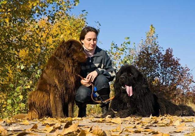 Фото: ньюфаундленд Lesnaya Skazka Izol'da (Лесная Сказка Изольда), Nadejda Momot (Надежда Момот), ньюфаундленд Ygan s Toyanova Gorodka (Юган с Тоянова Городка)