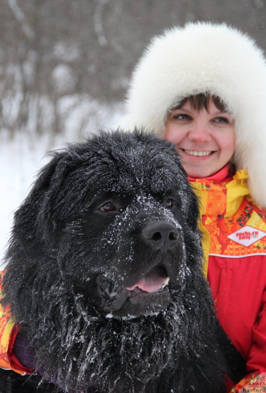 Фото: ньюфаундленд L'vinoe Serdce (Львиное Сердце), Galina Rossoshanskaya (Галина Россошанская)