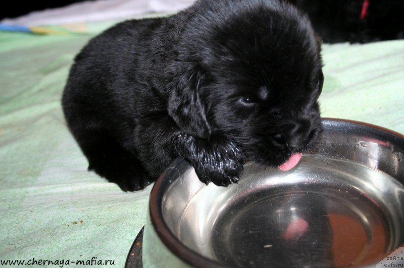 Фотография № 188393