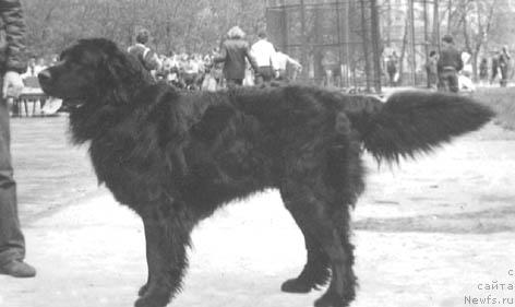 Фото: ньюфаундленд Zal'dar (Зальдар)