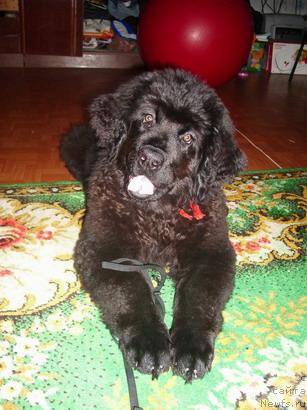 Фото: ньюфаундленд Rovena Vesenniy Cvetok (Ровена Весенний Цветок)