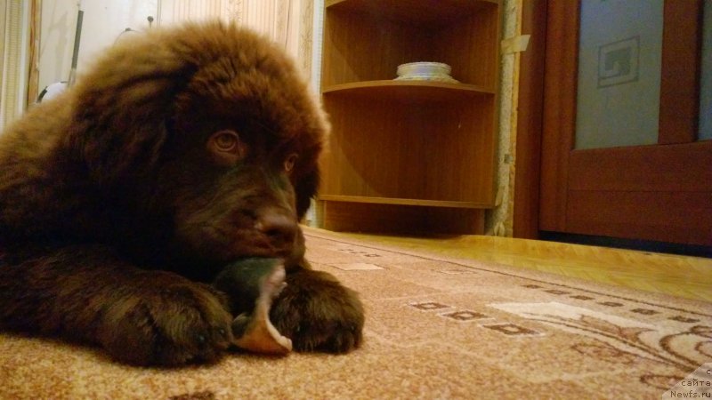 Фотография № 188439