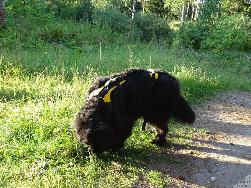 Фото: ньюфаундленд Lesnaya Skazka Lunnaya Sonata (Лесная Сказка Лунная Соната)