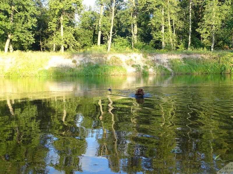 Фото: ньюфаундленд N'yufort Vivian (Ньюфорт Вивиан)