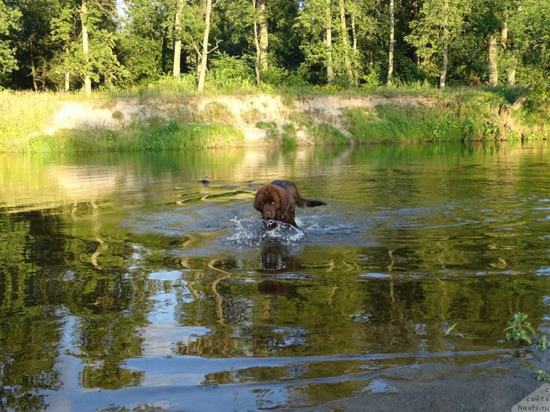 Фото: ньюфаундленд N'yufort Vivian (Ньюфорт Вивиан)