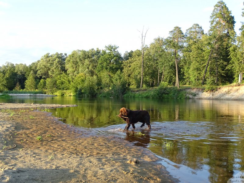 Фото: ньюфаундленд N'yufort Vivian (Ньюфорт Вивиан)