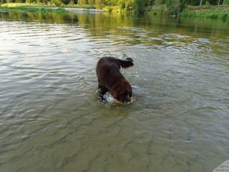 Фото: ньюфаундленд N'yufort Vivian (Ньюфорт Вивиан)