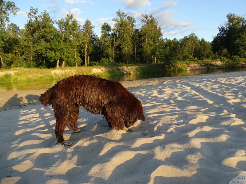 Фото: ньюфаундленд N'yufort Vivian (Ньюфорт Вивиан)