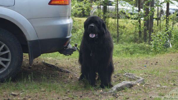 Фото: ньюфаундленд Blek Genius Brilliant (Блек Гениус Бриллиант)