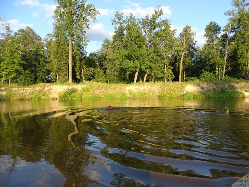 Фото: ньюфаундленд N'yufort Vivian (Ньюфорт Вивиан)