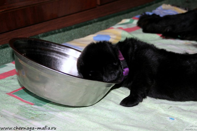 Фото: ньюфаундленд Chernaya Mafia А Kind of Magic (Черная Мафия А Кинд оф Магик)