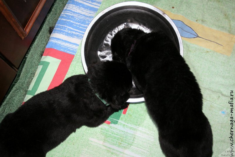 Фото: ньюфаундленд Chernaya Mafia Above and Beyond (Черная Мафия Абове анд Беуонд), ньюфаундленд Chernaya Mafia Аngel Among Us (Черная Мафия Ангел Амонг Ус)