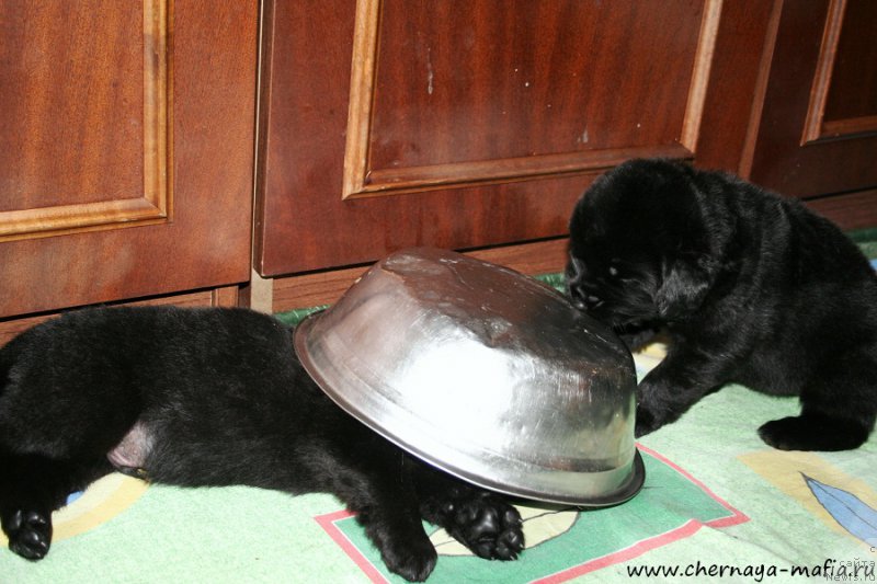 Фото: ньюфаундленд Chernaya Mafia Above and Beyond (Черная Мафия Абове анд Беуонд), ньюфаундленд Chernaya Mafia Аngel Among Us (Черная Мафия Ангел Амонг Ус)