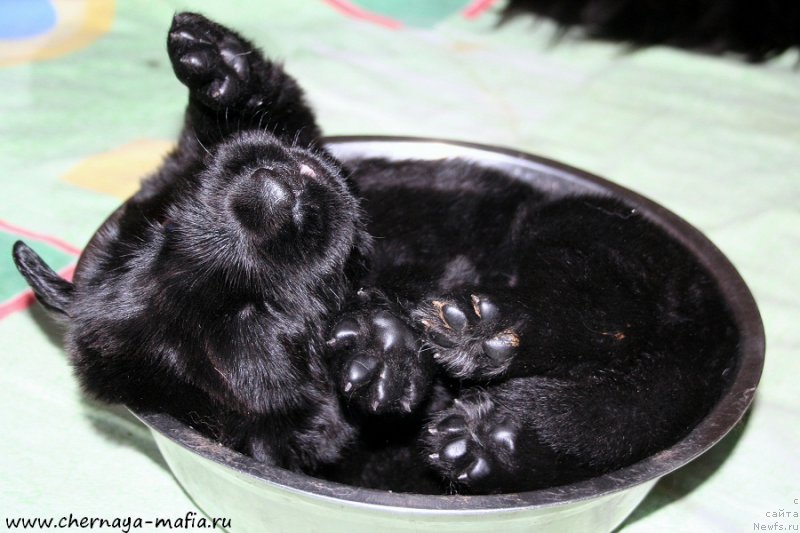 Фото: ньюфаундленд Chernaya Mafia Above and Beyond (Черная Мафия Абове анд Беуонд)