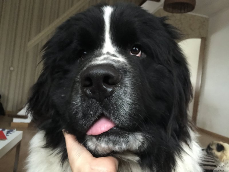 Фото: ньюфаундленд Adonis ot Sibirskogo Medvedya (Адонис от Сибирского Медведя)