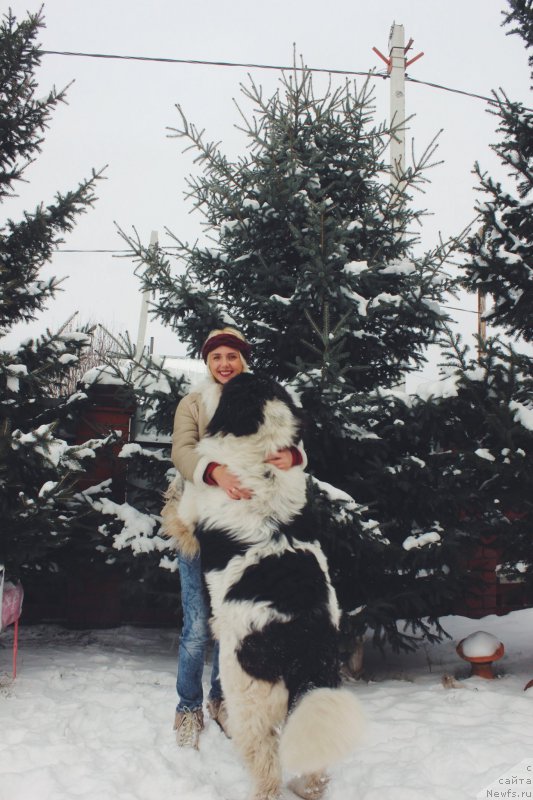 Фото: ньюфаундленд Adonis ot Sibirskogo Medvedya (Адонис от Сибирского Медведя)