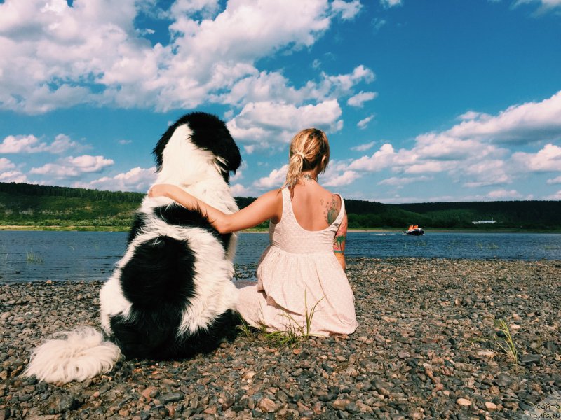 Фото: ньюфаундленд Adonis ot Sibirskogo Medvedya (Адонис от Сибирского Медведя)