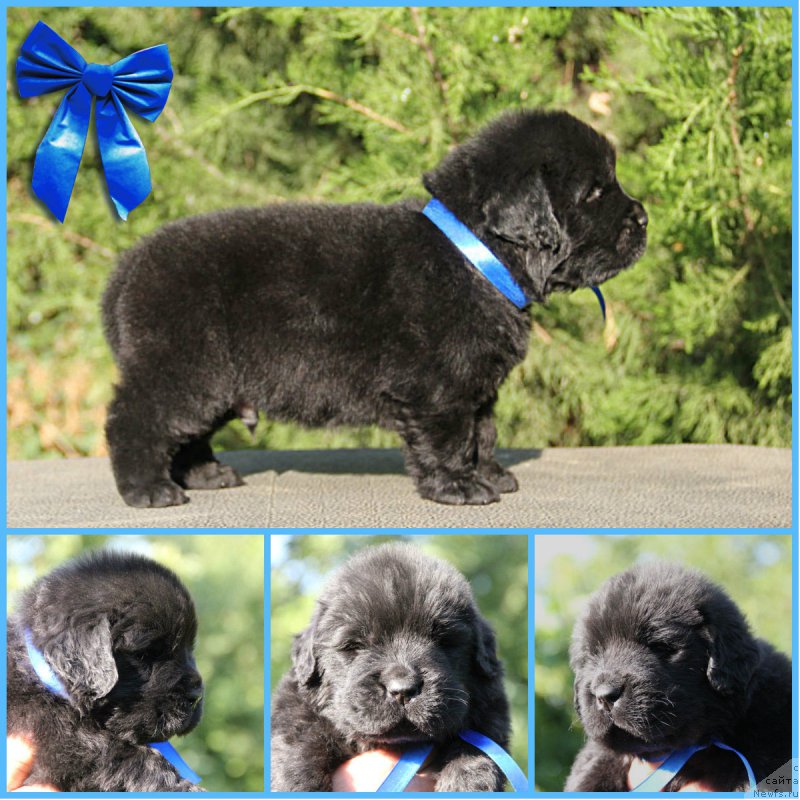 Фото: ньюфаундленд Zhustin s Berega Dona (Жюстин с Берега Дона)