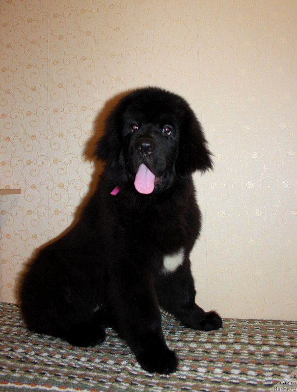 Фото: ньюфаундленд Patricia ot Laskovogo Delphina (Патриция от Ласкового Дельфина)