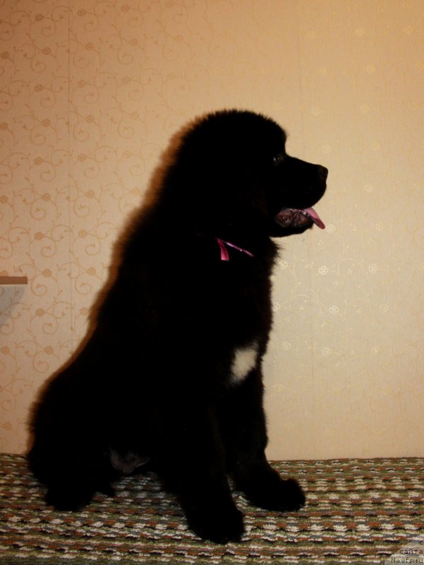 Фото: ньюфаундленд Patricia ot Laskovogo Delphina (Патриция от Ласкового Дельфина)