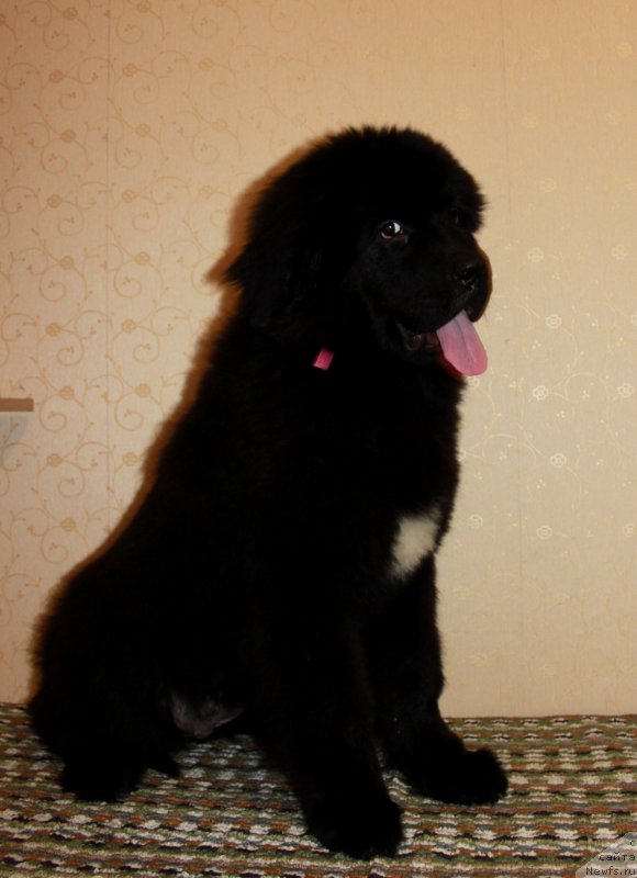 Фото: ньюфаундленд Patricia ot Laskovogo Delphina (Патриция от Ласкового Дельфина)