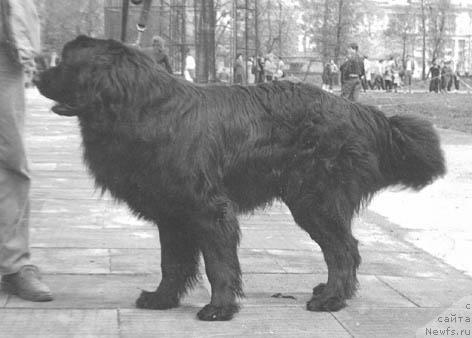 Фото: ньюфаундленд Zelos (Зелос)