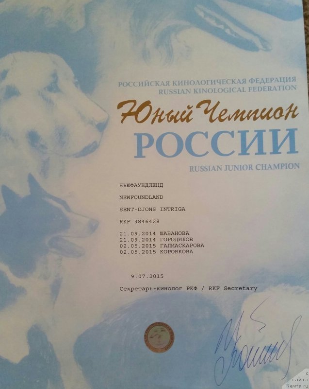 Фото: ньюфаундленд Sent Djons Intriga (Сент Джонс Интрига)