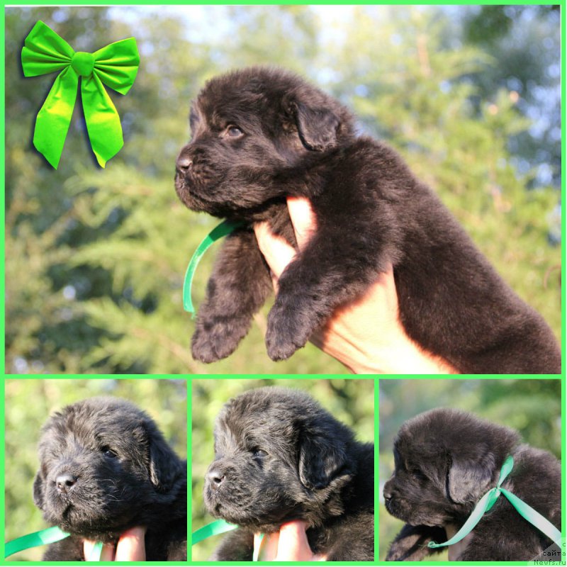 Фото: ньюфаундленд Zhermen s Berega Dona (Жермен с Берега Дона)