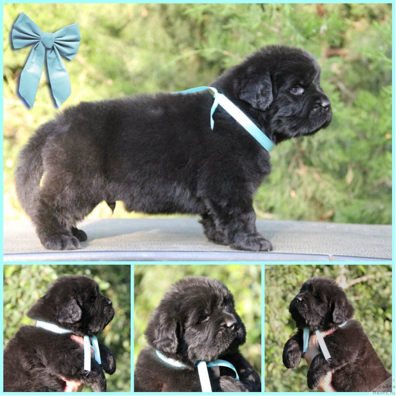 Фото: ньюфаундленд Zhorzh s Berega Dona (Жорж с Берега Дона)