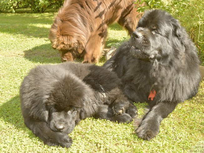 Фото: ньюфаундленд Aquatoriya Kelvin Kadril (Акватория Келвин Кадриль), ньюфаундленд I Follow The Sun de L'Etoile de Cyrice, ньюфаундленд Smigar Yungfrau Yuliana (Смигар Юнгфрау Юлиана)