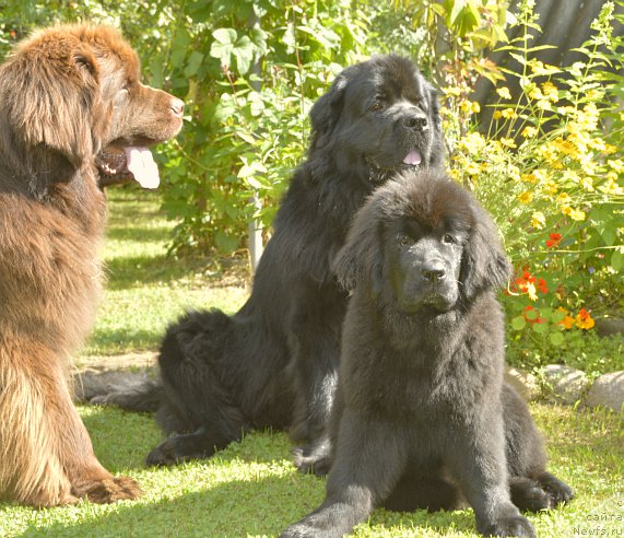 Фото: ньюфаундленд Aquatoriya Kelvin Kadril (Акватория Келвин Кадриль), ньюфаундленд I Follow The Sun de L'Etoile de Cyrice, ньюфаундленд Smigar Yungfrau Yuliana (Смигар Юнгфрау Юлиана)