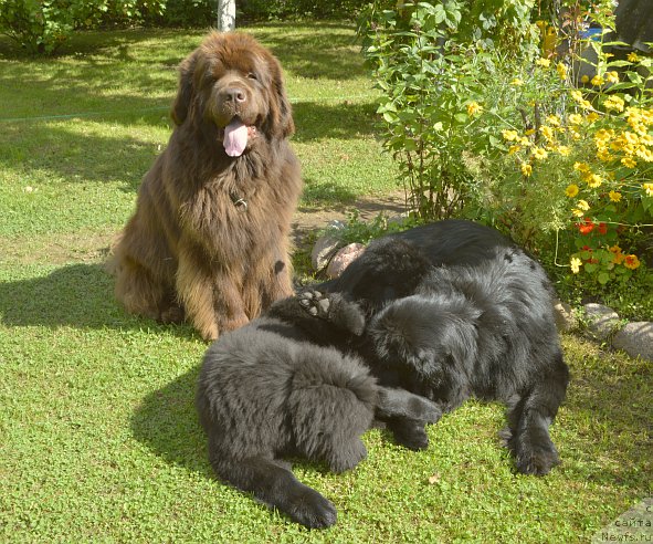 Фото: ньюфаундленд Aquatoriya Kelvin Kadril (Акватория Келвин Кадриль), ньюфаундленд I Follow The Sun de L'Etoile de Cyrice, ньюфаундленд Smigar Yungfrau Yuliana (Смигар Юнгфрау Юлиана)