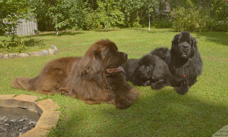 Фото: ньюфаундленд Aquatoriya Kelvin Kadril (Акватория Келвин Кадриль), ньюфаундленд I Follow The Sun de L'Etoile de Cyrice, ньюфаундленд Smigar Yungfrau Yuliana (Смигар Юнгфрау Юлиана)